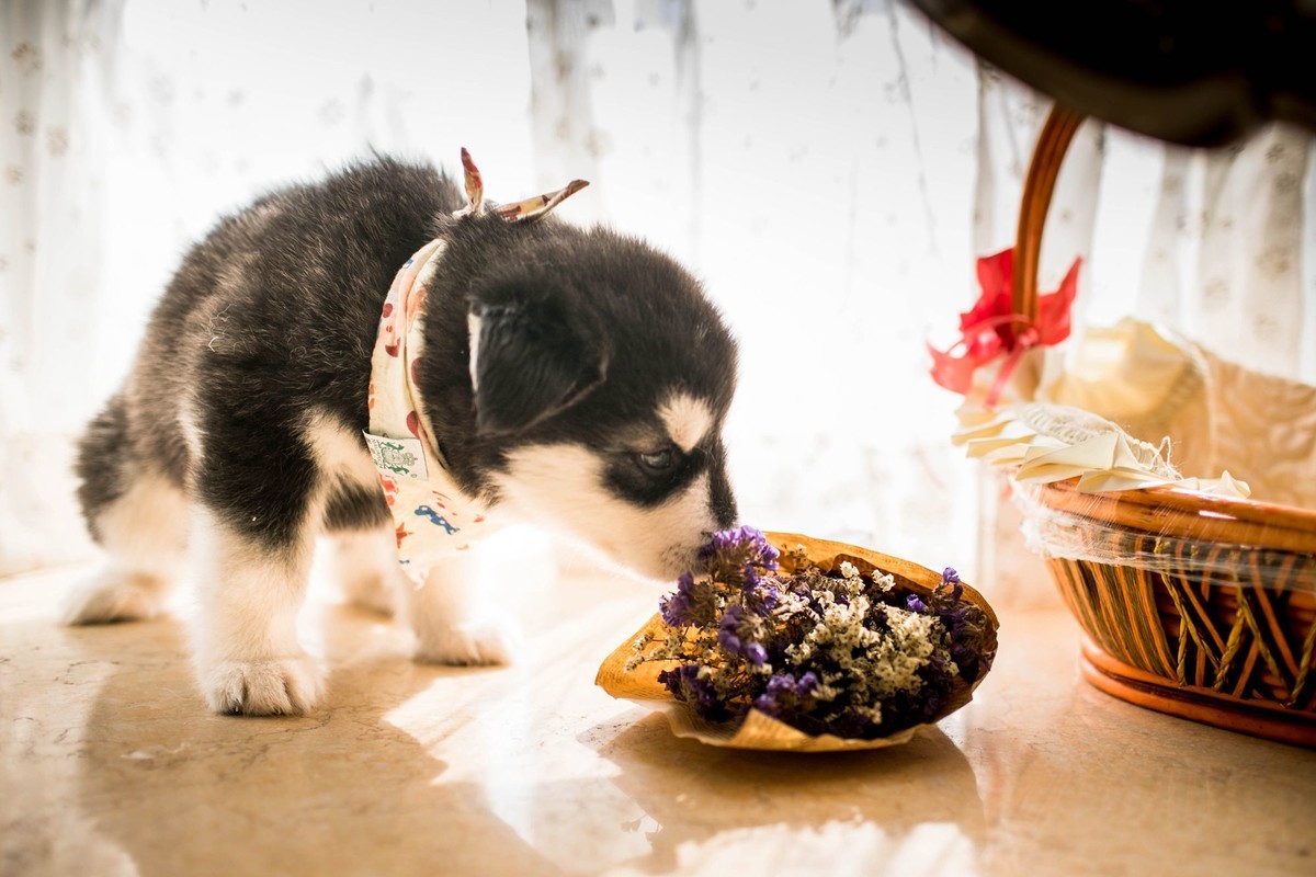 宝玉和她的七个小可爱