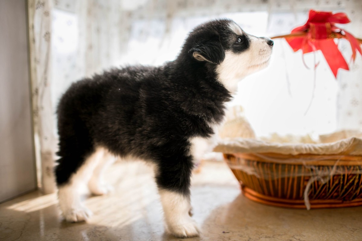 宝玉和她的七个小可爱