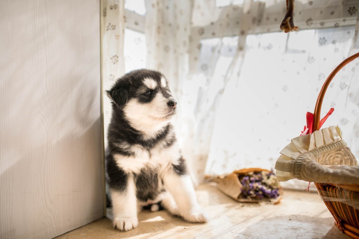 宝玉和她的七个小可爱