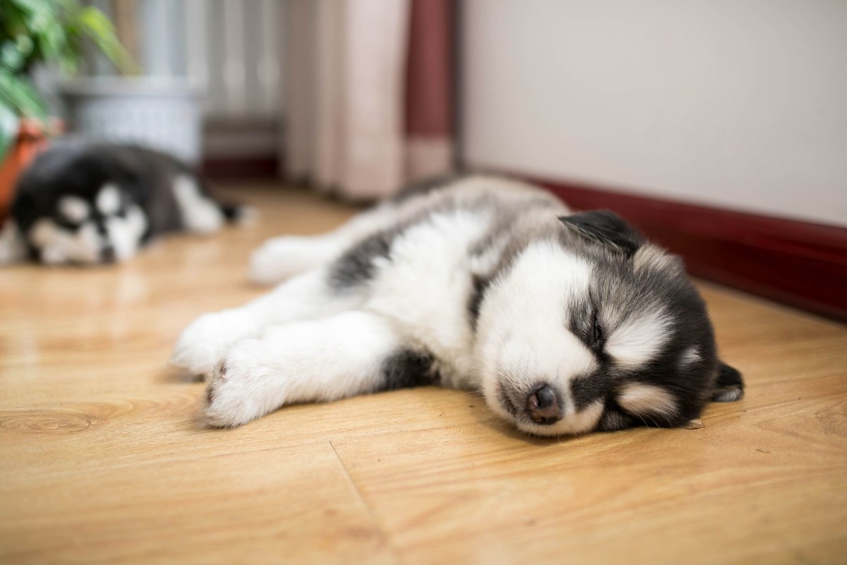 宝玉和她的七个小可爱