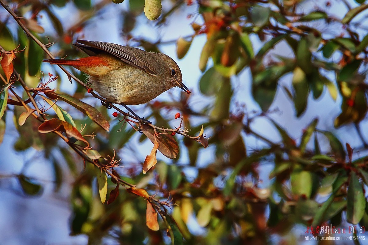 鸟片杂图。绿鹰嘴鹎 相思鸟 灰头绿啄木鸟 北红尾鸲等。