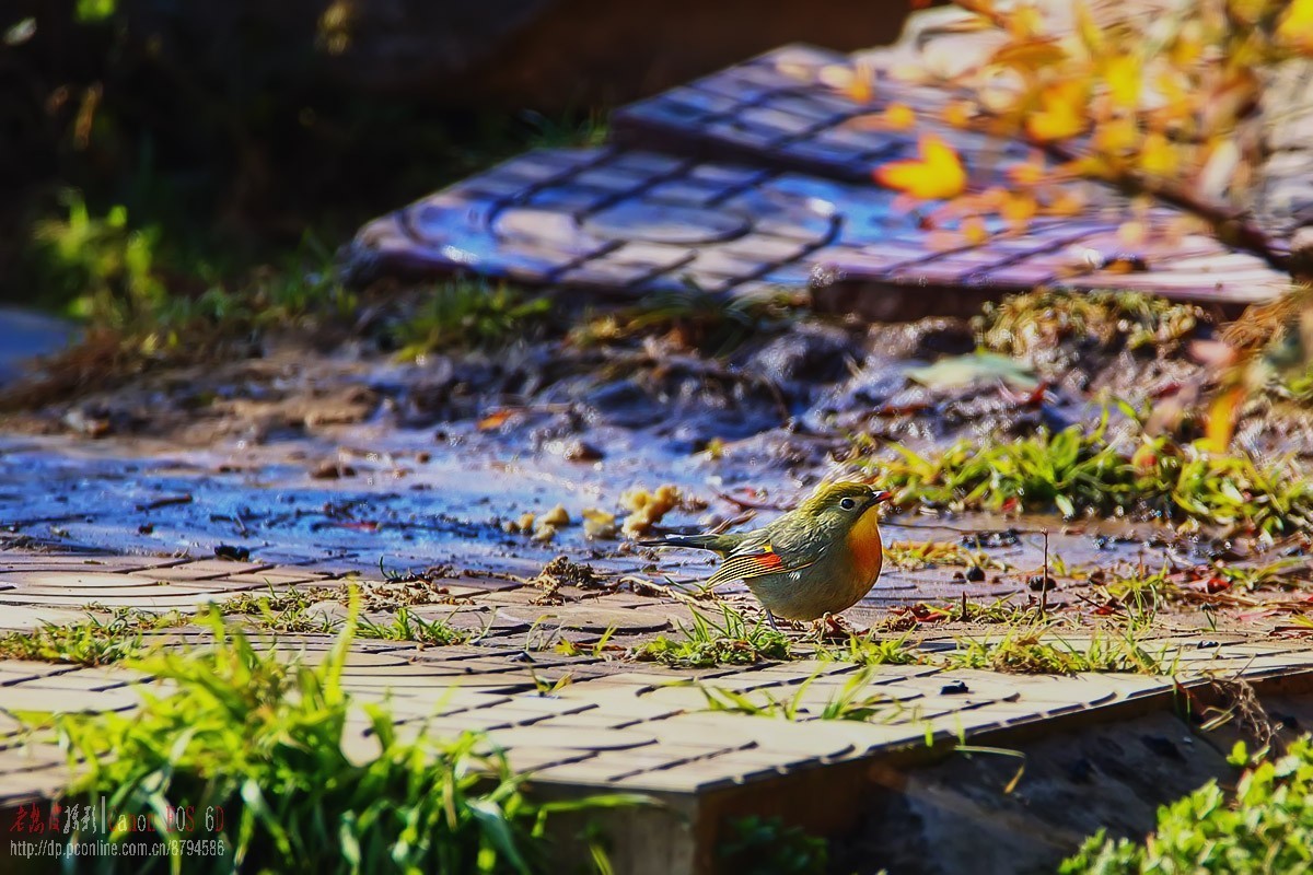 鸟片杂图。绿鹰嘴鹎 相思鸟 灰头绿啄木鸟 北红尾鸲等。
