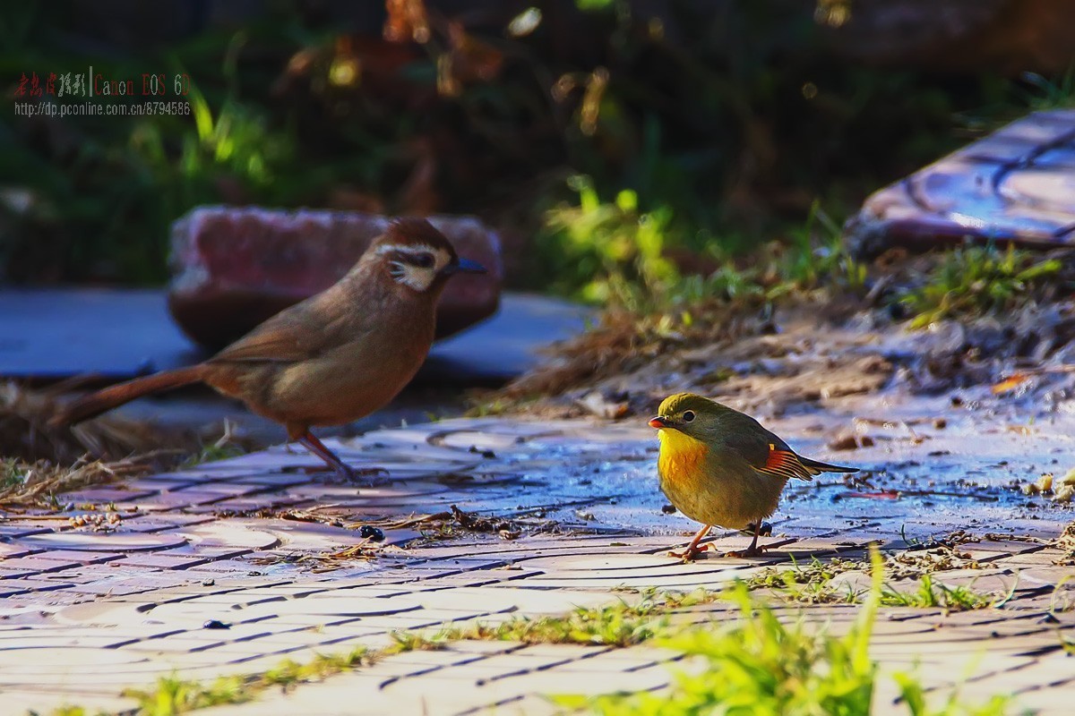 鸟片杂图。绿鹰嘴鹎 相思鸟 灰头绿啄木鸟 北红尾鸲等。