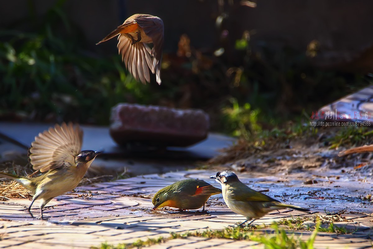 鸟片杂图。绿鹰嘴鹎 相思鸟 灰头绿啄木鸟 北红尾鸲等。