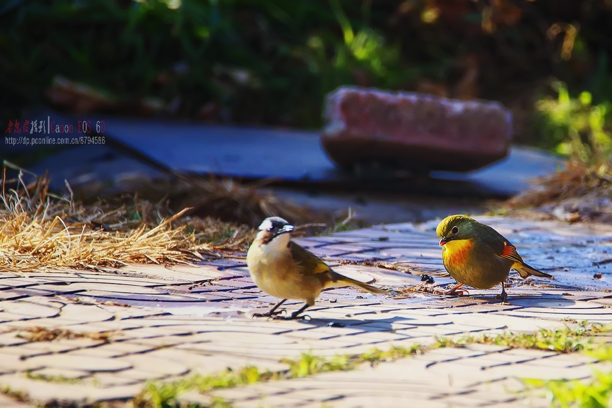 鸟片杂图。绿鹰嘴鹎 相思鸟 灰头绿啄木鸟 北红尾鸲等。