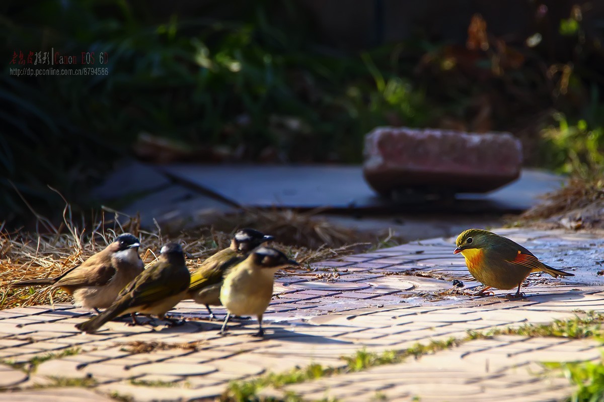 鸟片杂图。绿鹰嘴鹎 相思鸟 灰头绿啄木鸟 北红尾鸲等。