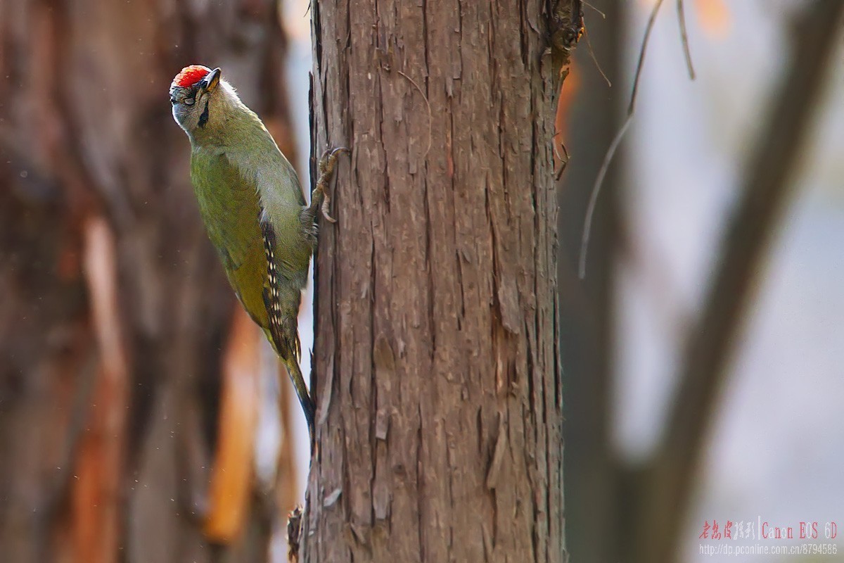 鸟片杂图。绿鹰嘴鹎 相思鸟 灰头绿啄木鸟 北红尾鸲等。