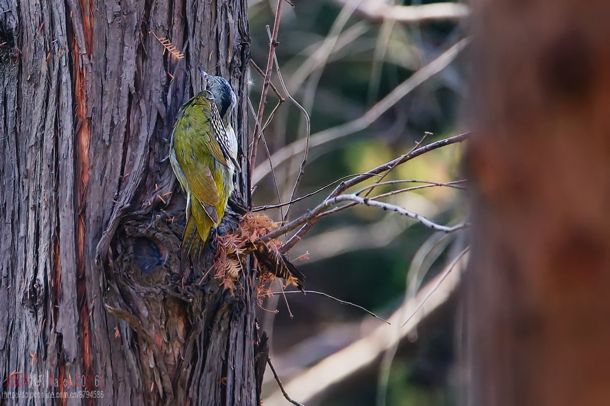 鸟片杂图。绿鹰嘴鹎 相思鸟 灰头绿啄木鸟 北红尾鸲等。