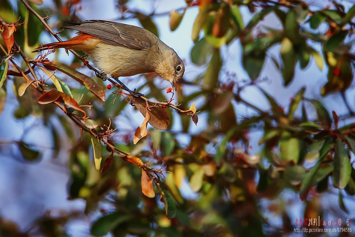 鸟片杂图。绿鹰嘴鹎 相思鸟 灰头绿啄木鸟 北红尾鸲等。