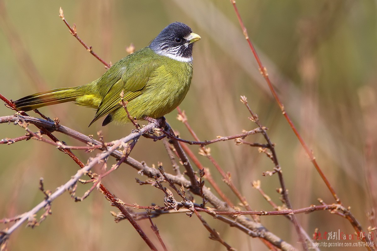 鸟片杂图。绿鹰嘴鹎 相思鸟 灰头绿啄木鸟 北红尾鸲等。