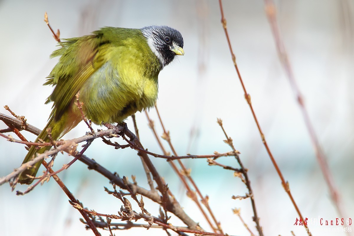 鸟片杂图。绿鹰嘴鹎 相思鸟 灰头绿啄木鸟 北红尾鸲等。