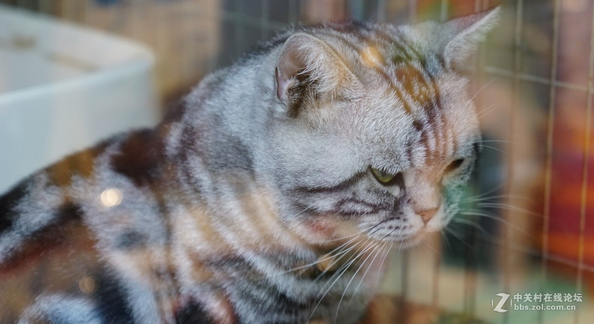 萌猫的呆萌表情