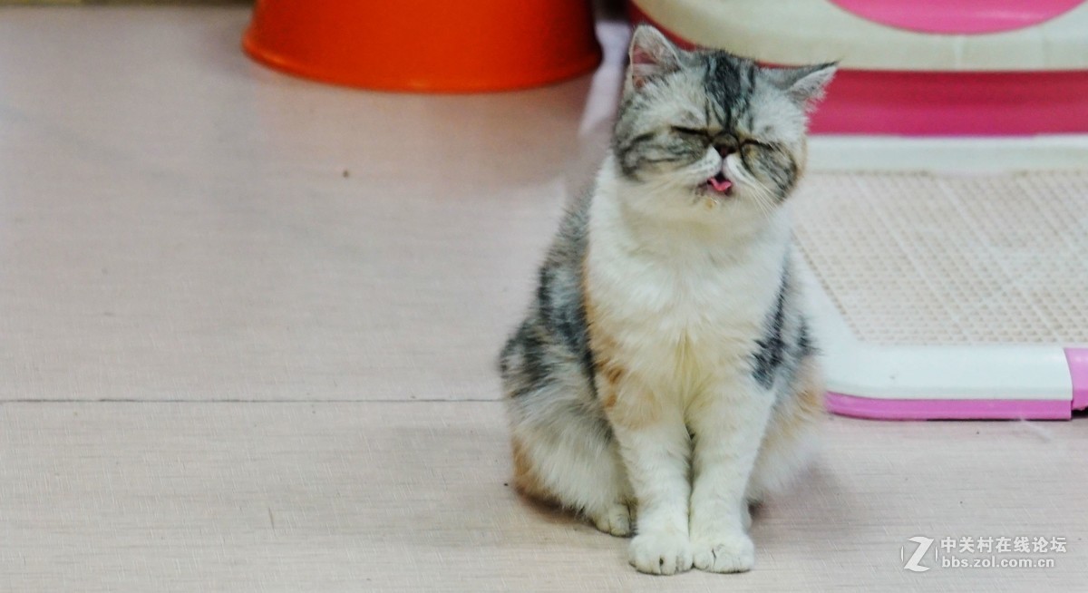 萌猫的呆萌表情