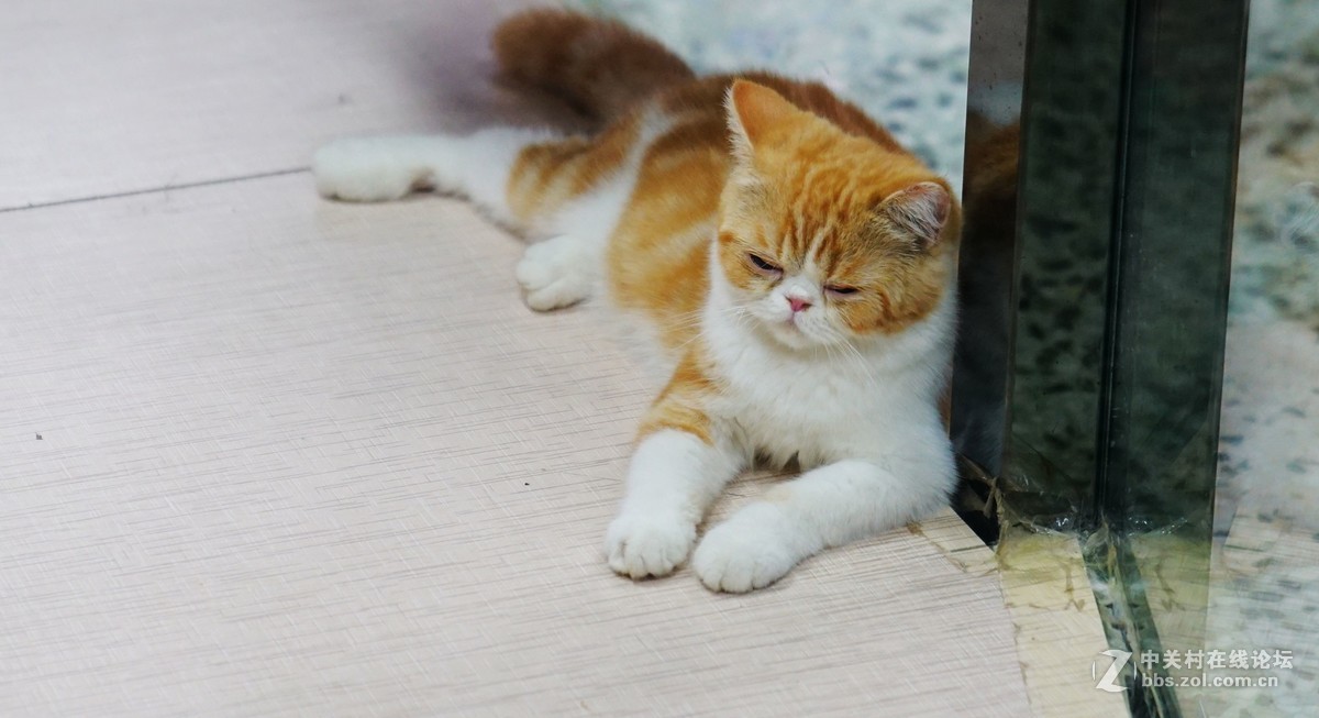 萌猫的呆萌表情