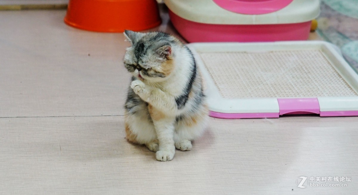 萌猫的呆萌表情