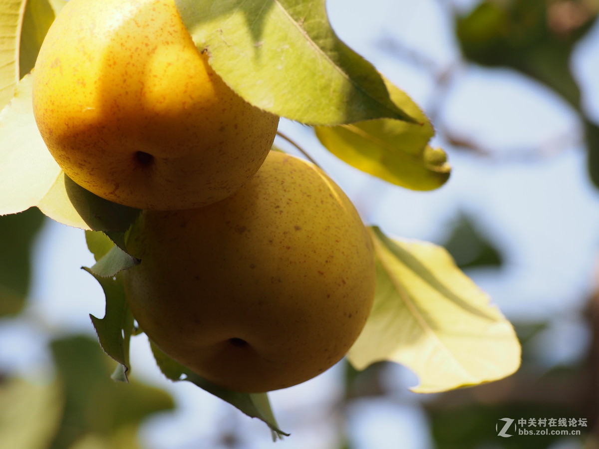 南果梨丨可以吃出酒精味的小梨子丨顺带一颗石榴|摄影|产品|山东飞鸟传媒 - 原创作品 - 站酷 (ZCOOL)