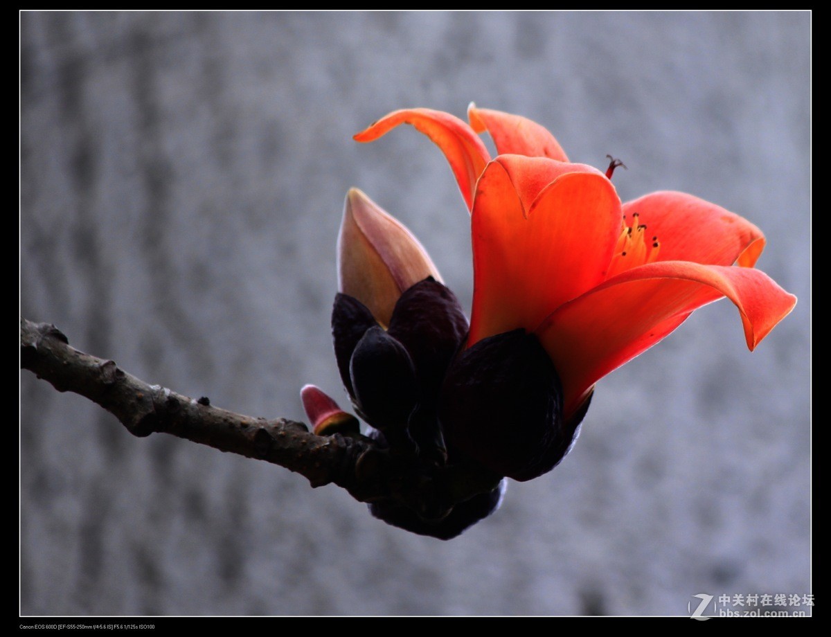 美丽的木棉花朵风光摄影
