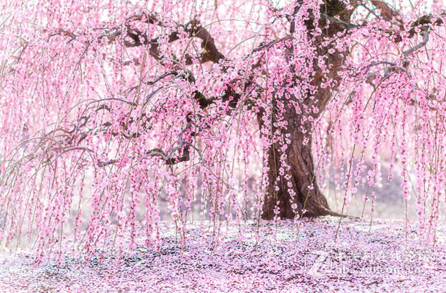 日本chikakoyagi唯美的樱花树摄影欣赏