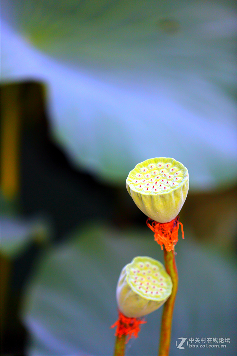 北宁公园的荷花