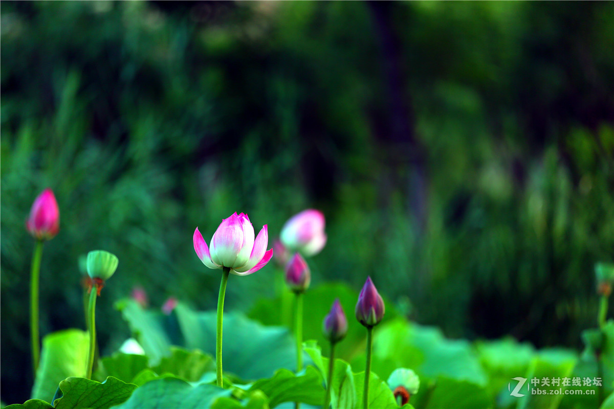 北宁公园的荷花