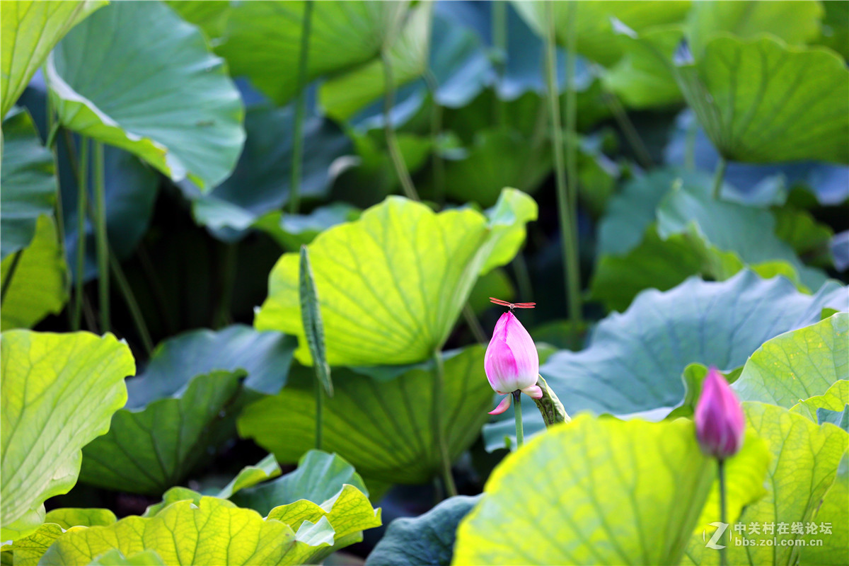 北宁公园的荷花