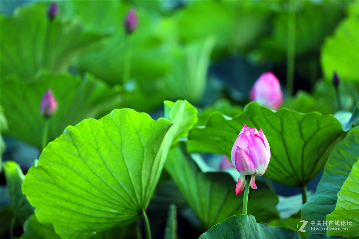 北宁公园的荷花