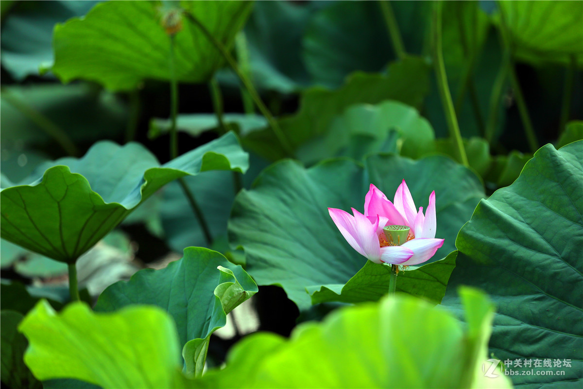 北宁公园的荷花