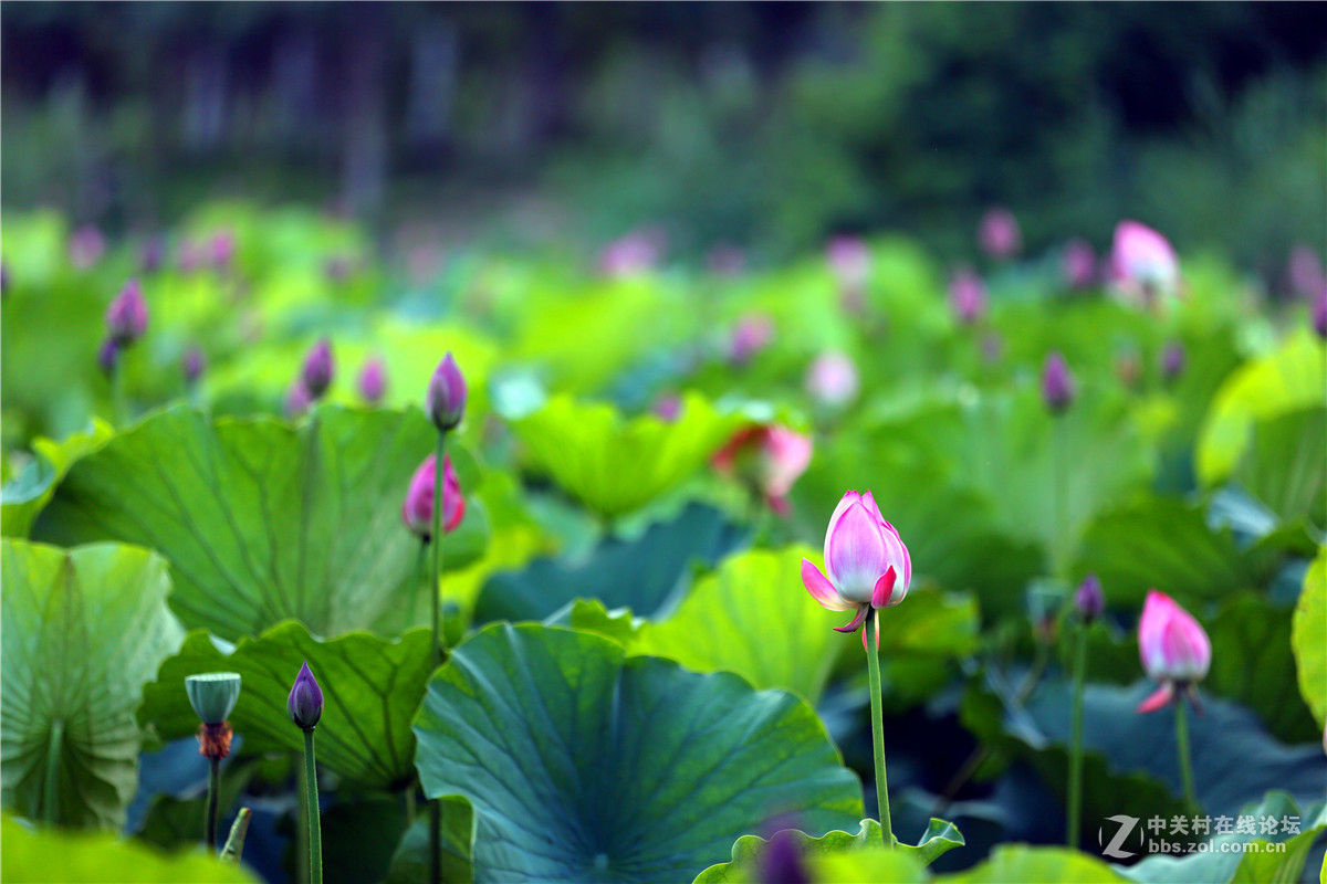 北宁公园的荷花