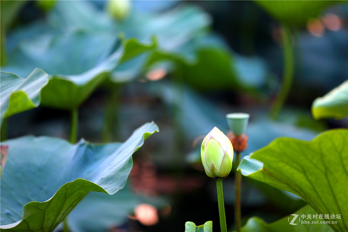 北宁公园的荷花