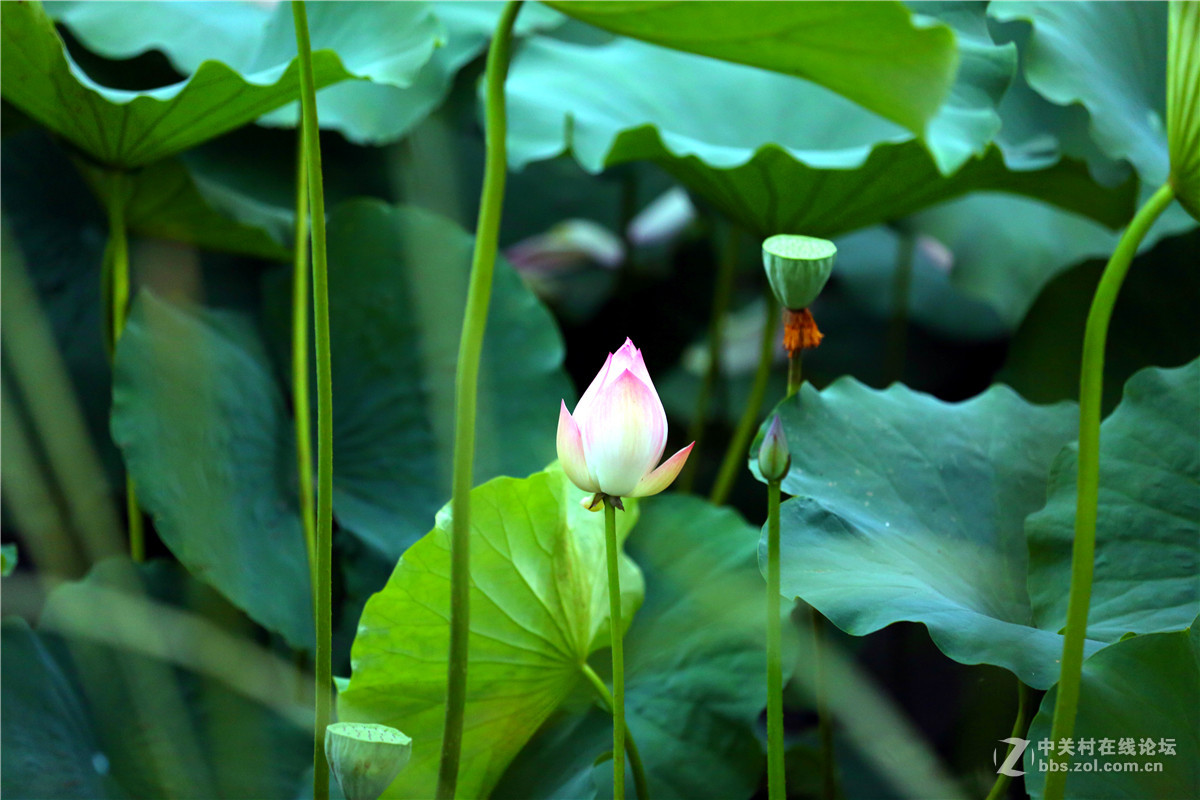 北宁公园的荷花