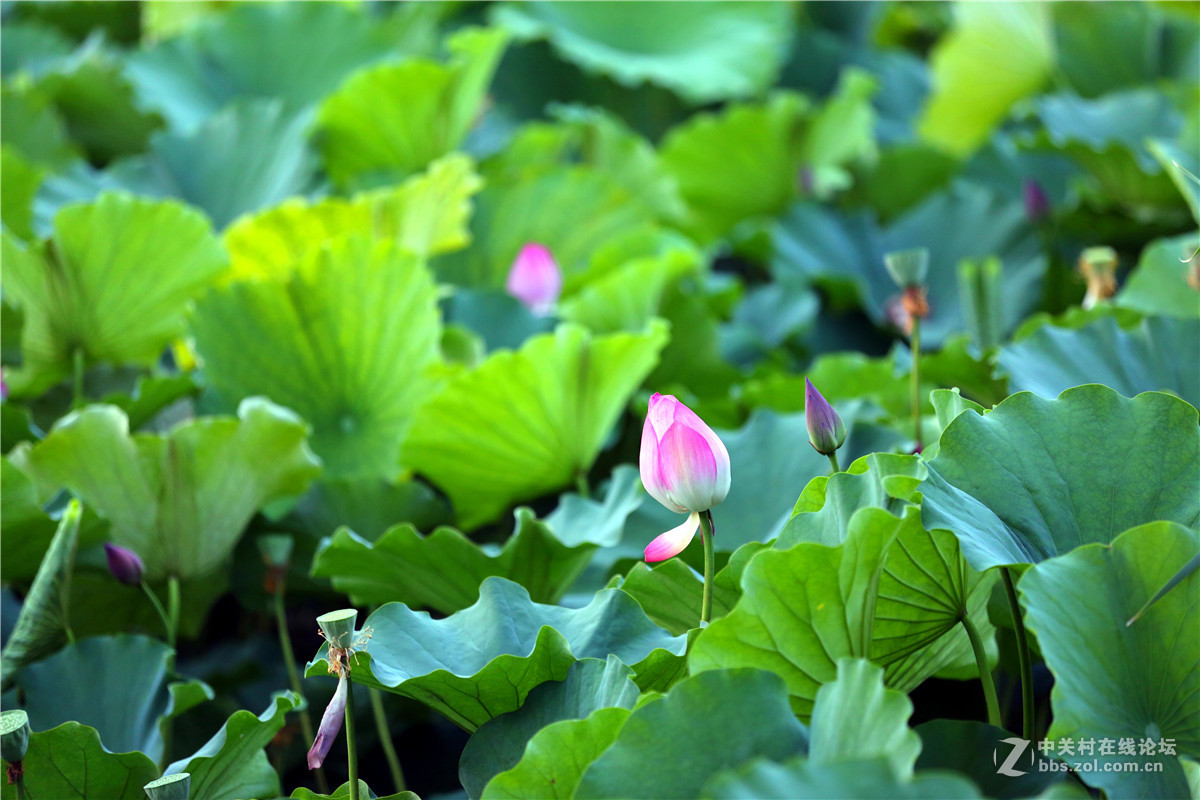 北宁公园的荷花