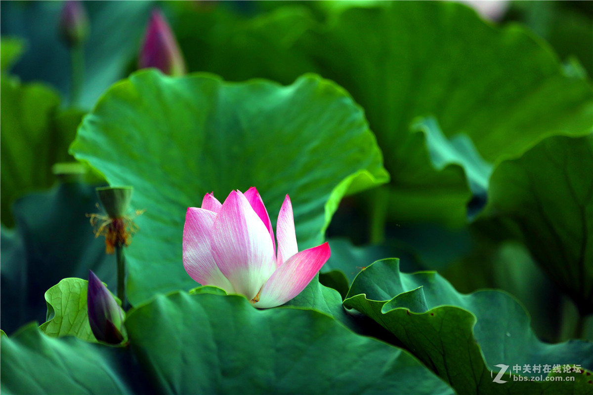 北宁公园的荷花