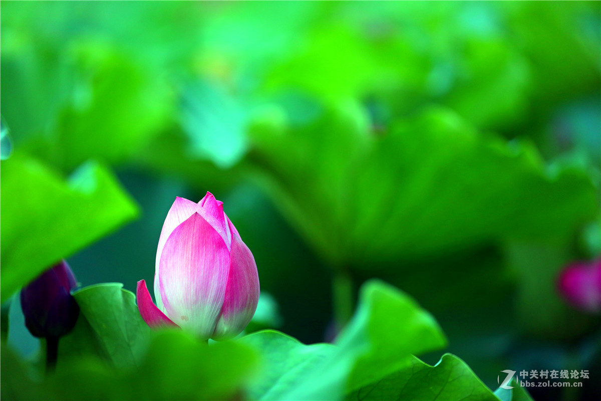 北宁公园的荷花