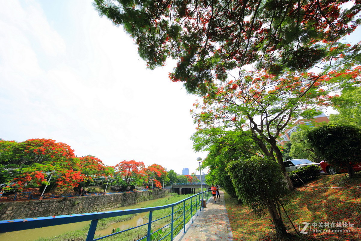 又是凤凰花开时