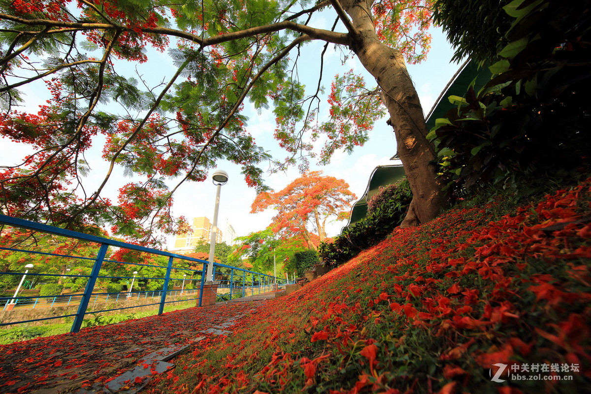 又是凤凰花开时