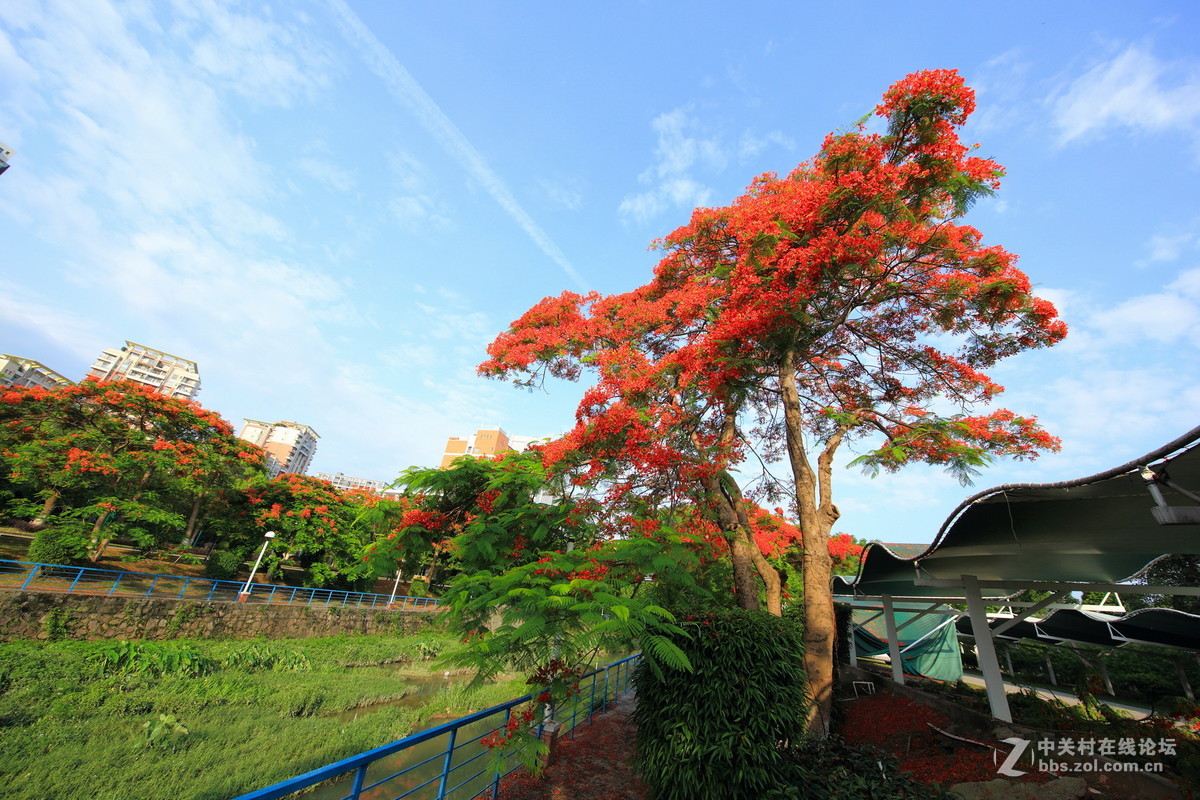 又是凤凰花开时