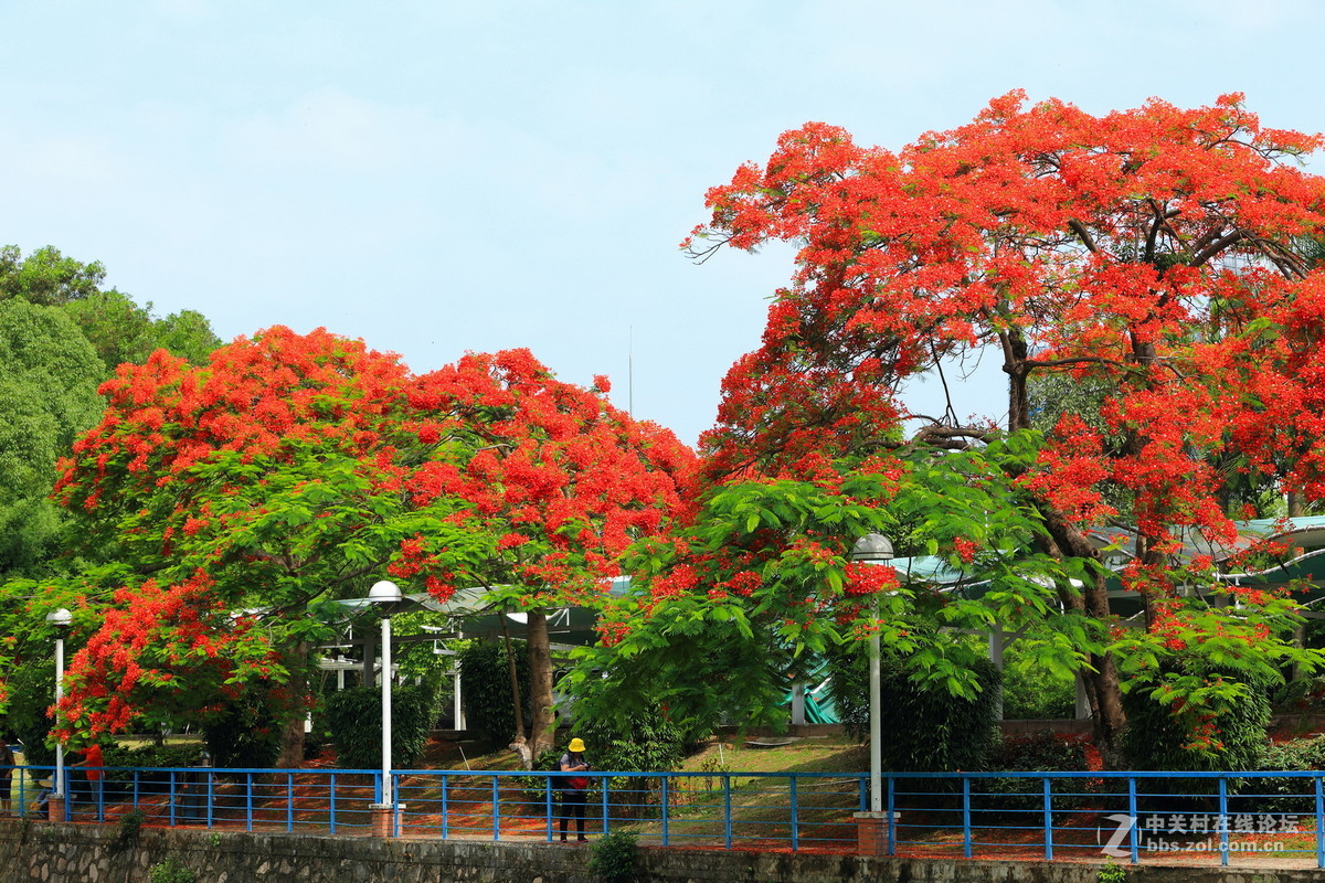 又是凤凰花开时