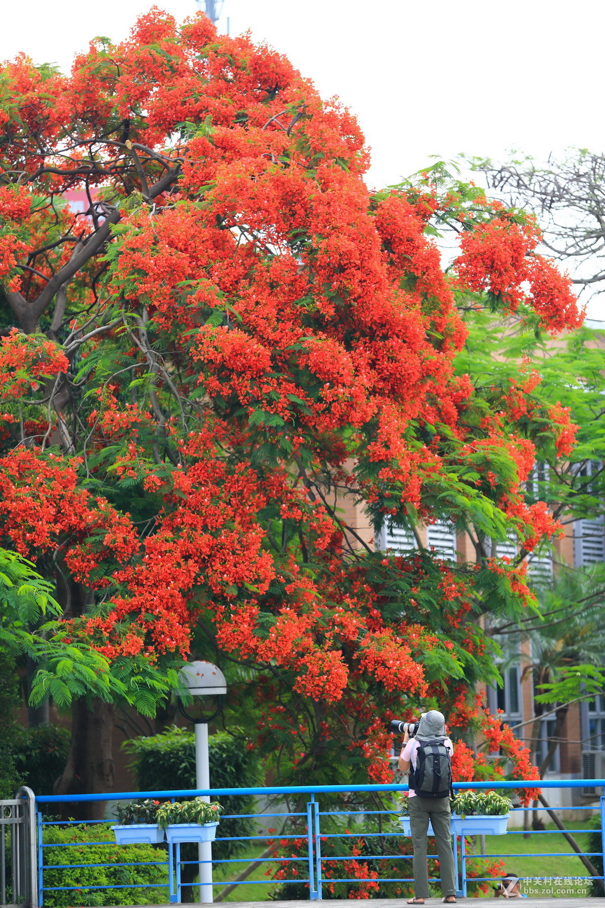 又是凤凰花开时