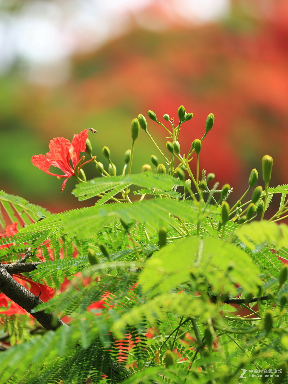 又是凤凰花开时