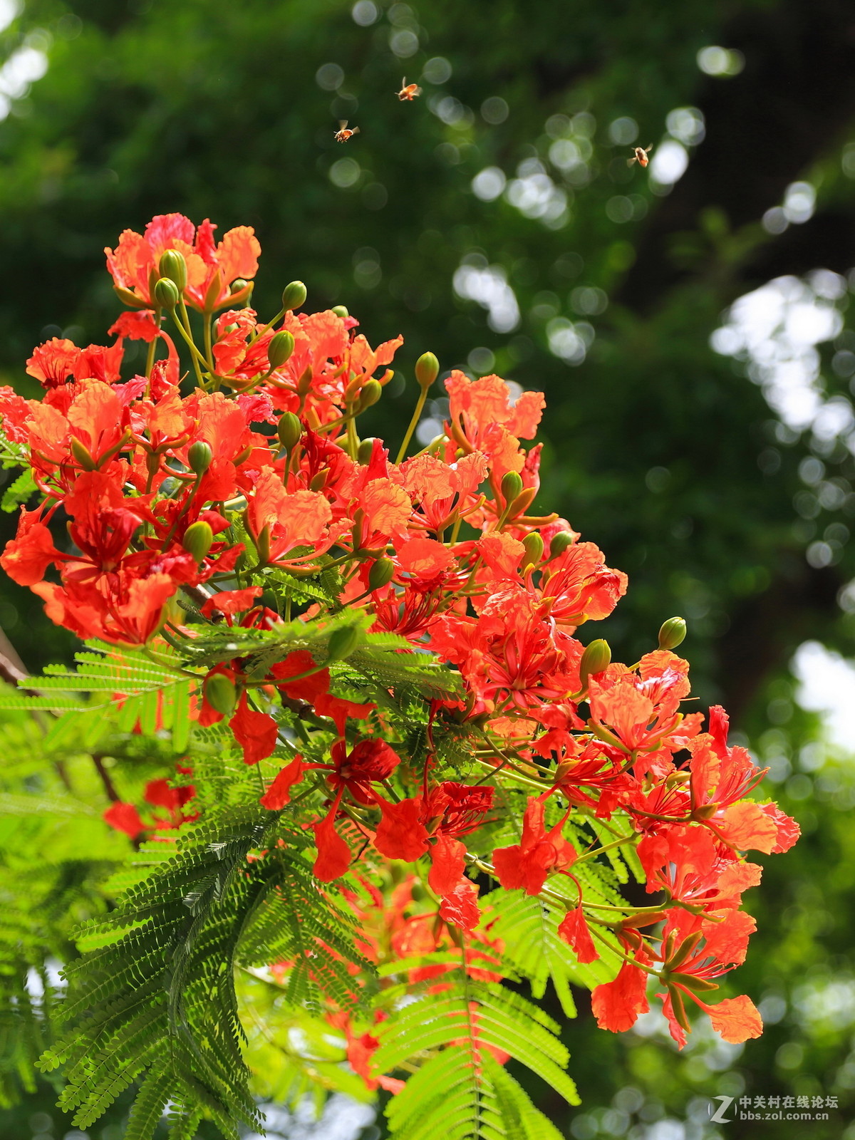 又是凤凰花开时