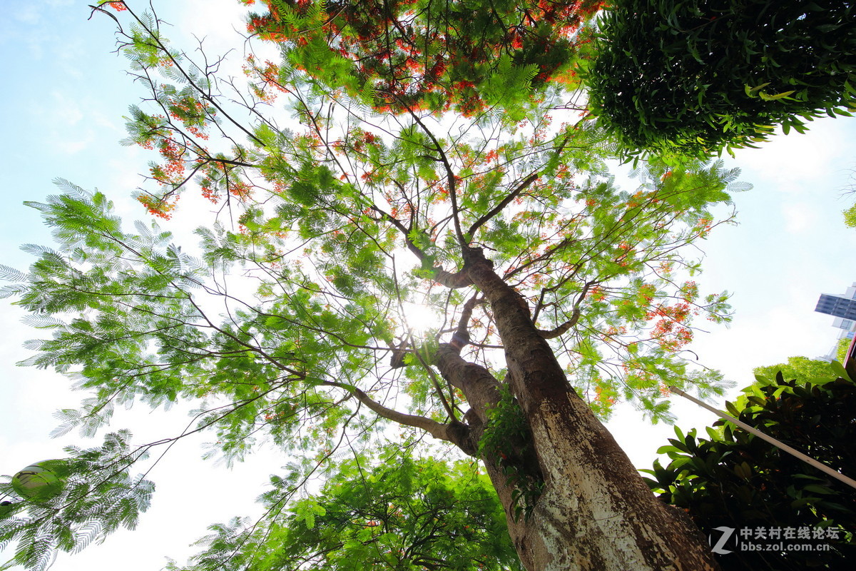 又是凤凰花开时