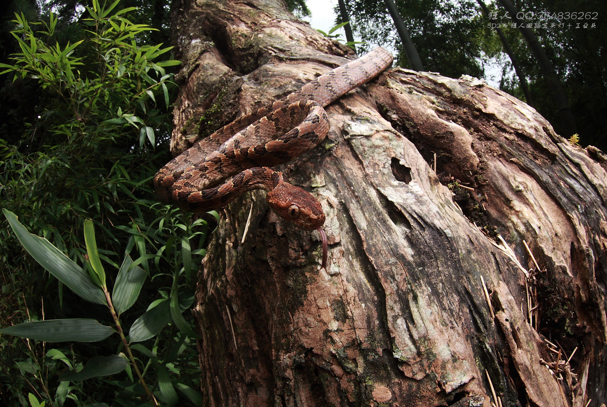南岭森林公园拍凶蛇猛虫