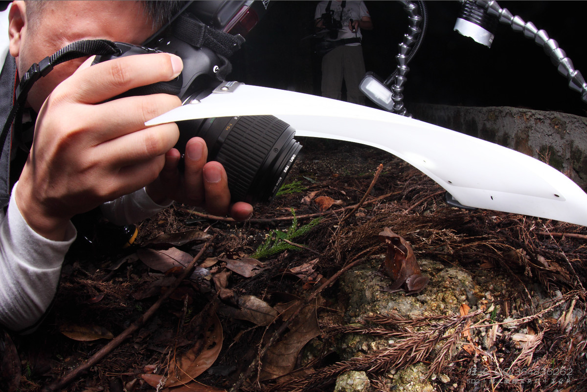 南岭森林公园拍凶蛇猛虫