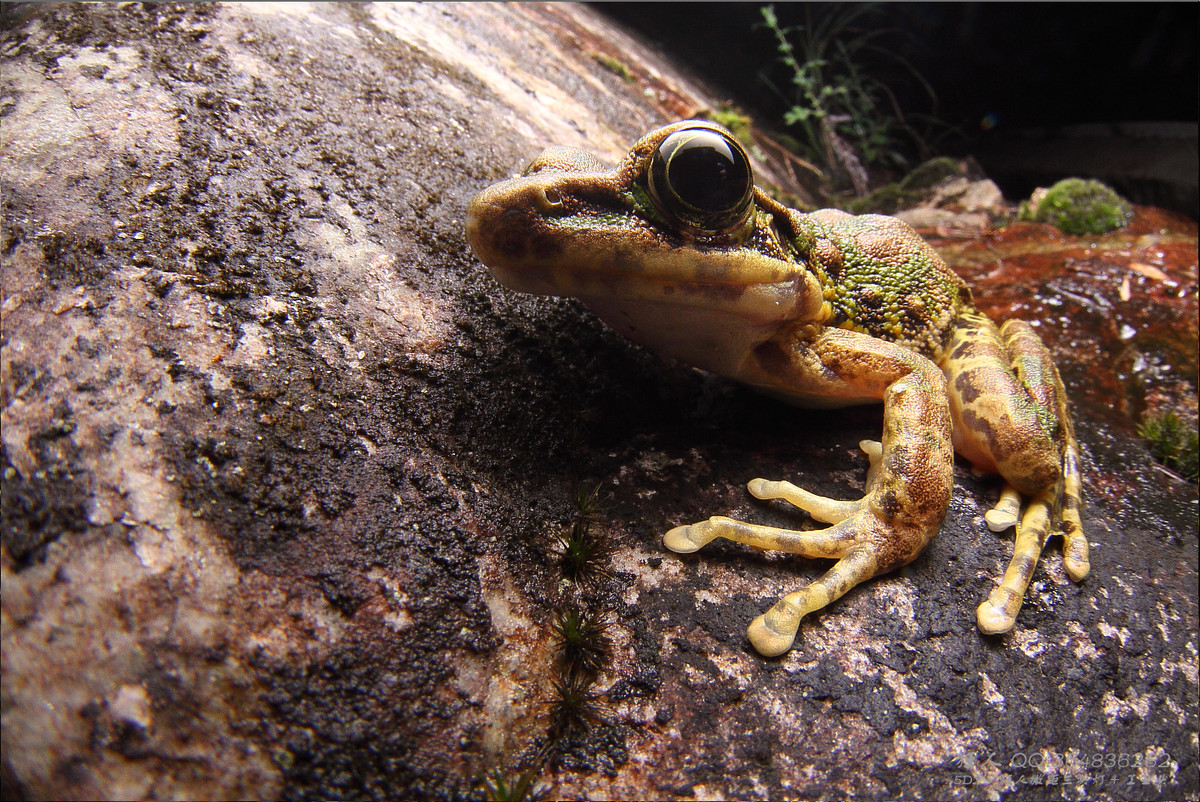 南岭森林公园拍凶蛇猛虫