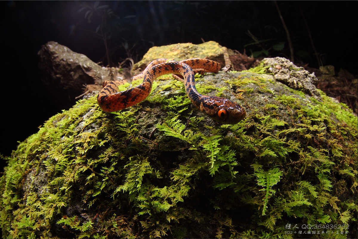 南岭森林公园拍凶蛇猛虫