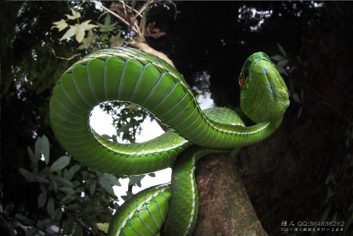 南岭森林公园拍凶蛇猛虫