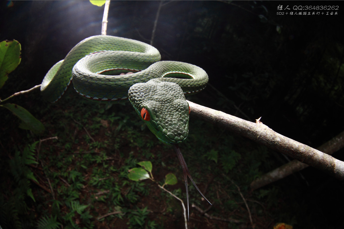 南岭森林公园拍凶蛇猛虫