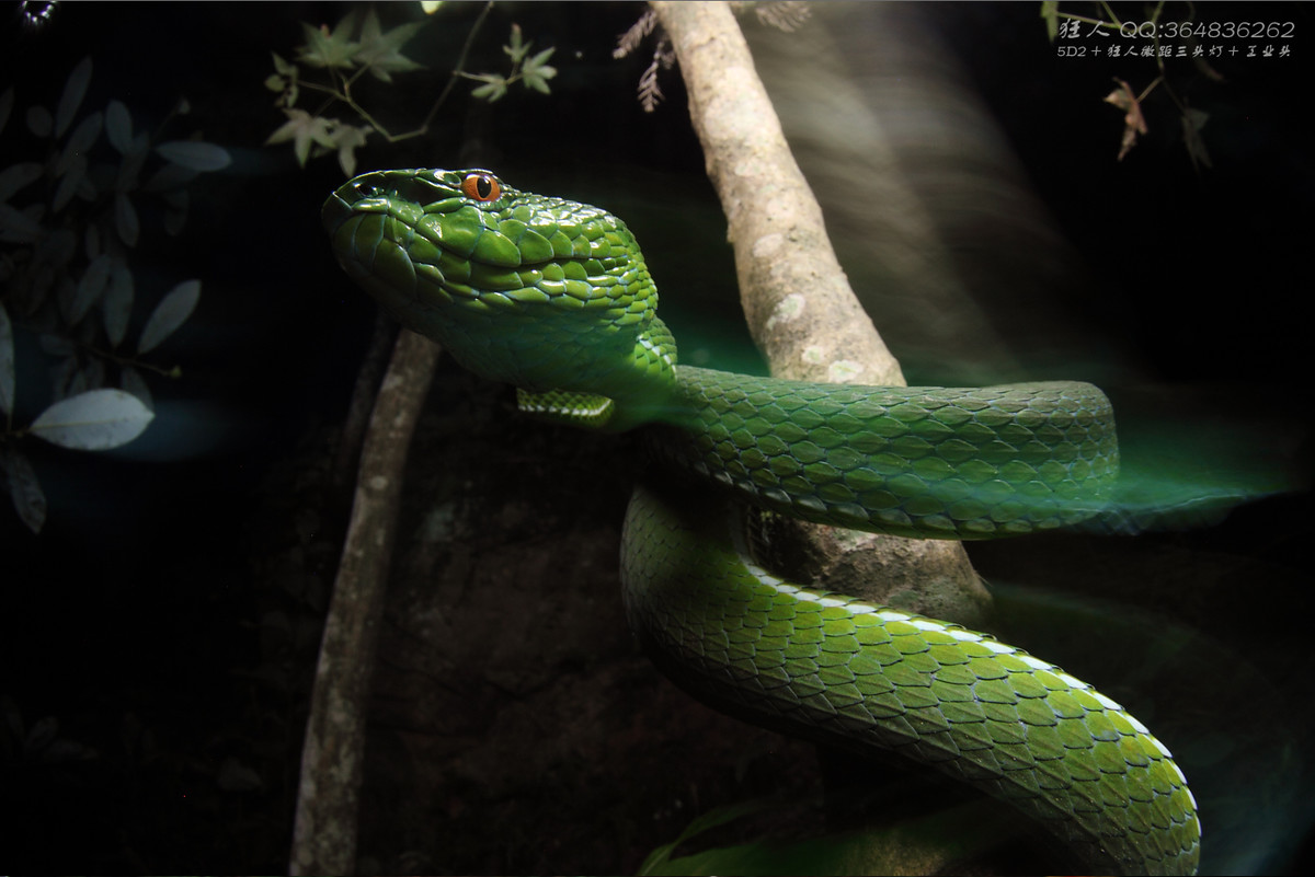 南岭森林公园拍凶蛇猛虫