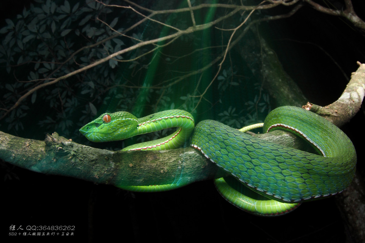 南岭森林公园拍凶蛇猛虫