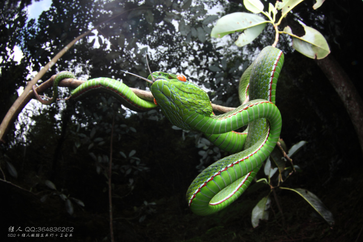 南岭森林公园拍凶蛇猛虫